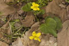 Downy Yellow Violet, Viola pubescens