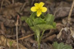 Downy Yellow Violet, Viola pubescens