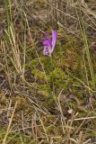 Dragon's Mouth Orchid, Arethusa bulbosa