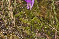 Dragon's Mouth Orchid