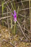 Dragon's Mouth Orchid, Arethusa bulbosa
