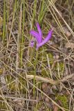 Dragon's Mouth Orchid, Arethusa bulbosa