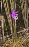 Dragon's Mouth Orchid, Arethusa bulbosa