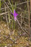 Dragon's Mouth Orchid, Arethusa bulbosa