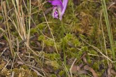 Dragon's Mouth Orchid, Arethusa bulbosa