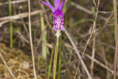 Dragon's Mouth Orchid, Arethusa bulbosa