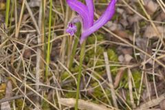Dragon's Mouth Orchid, Arethusa bulbosa