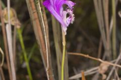 Dragon's Mouth Orchid, Arethusa bulbosa
