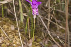 Dragon's Mouth Orchid, Arethusa bulbosa Dragon's Mouth Orchid, Arethusa bulbosa