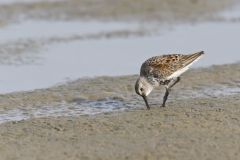 Dunlin, Calidris alpina
