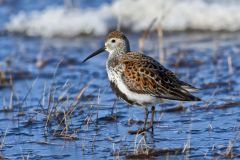 Dunlin, Calidris alpina