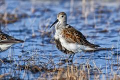Dunlin, Calidris alpina