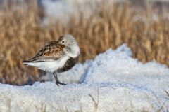 Dunlin, Calidris alpina