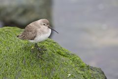 Dunlin, Calidris alpina