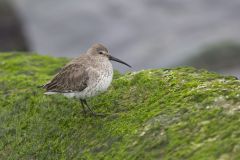 Dunlin, Calidris alpina