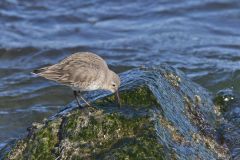 Dunlin, Calidris alpina