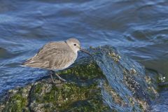 Dunlin, Calidris alpina