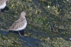 Dunlin, Calidris alpina
