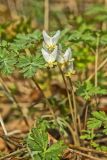 Dutchman's Breeches, Dicentra cucullaria