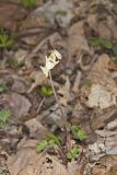 Dutchman's Breeches, Dicentra cucullaria