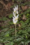 Dutchman's Breeches, Dicentra cucullaria