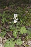 Dutchman's Breeches, Dicentra cucullaria