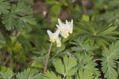 Dutchman's Breeches