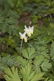 Dutchman's Breeches, Dicentra cucullaria