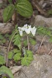 Dutchman's Breeches, Dicentra cucullaria