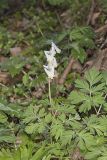 Dutchman's Breeches, Dicentra cucullaria