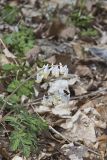 Dutchman's Breeches, Dicentra cucullaria