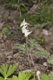Dutchman's Breeches, Dicentra cucullaria