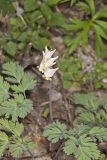 Dutchman's Breeches, Dicentra cucullaria
