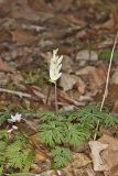 Dutchman's Breeches, Dicentra cucullaria