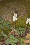 Dutchman's Breeches, Dicentra cucullaria