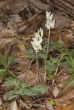 Dutchman's Breeches, Dicentra cucullaria