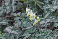 Dutchman's Breeches, Dicentra cucullaria Dutchman's Breeches, Dicentra cucullaria