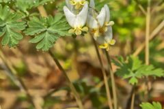 Dutchman's Breeches, Dicentra cucullaria Dutchman's Breeches, Dicentra cucullaria