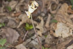 Dutchman's Breeches, Dicentra cucullaria Dutchman's Breeches, Dicentra cucullaria