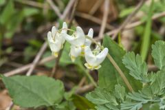 Dutchman's Breeches, Dicentra cucullaria Dutchman's Breeches, Dicentra cucullaria