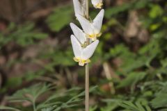 Dutchman's Breeches, Dicentra cucullaria Dutchman's Breeches, Dicentra cucullaria
