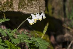 Dutchman's Breeches, Dicentra cucullaria Dutchman's Breeches, Dicentra cucullaria