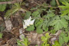 Dutchman's Breeches, Dicentra cucullaria Dutchman's Breeches, Dicentra cucullaria
