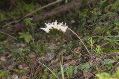 Dutchman's Breeches, Dicentra cucullaria Dutchman's Breeches, Dicentra cucullaria