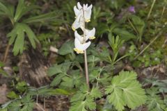 Dutchman's Breeches, Dicentra cucullaria Dutchman's Breeches, Dicentra cucullaria