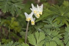 Dutchman's Breeches, Dicentra cucullaria