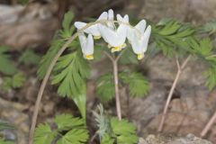 Dutchman's Breeches, Dicentra cucullaria Dutchman's Breeches, Dicentra cucullaria