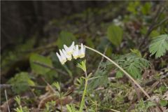 Dutchman's Breeches, Dicentra cucullaria Dutchman's Breeches, Dicentra cucullaria