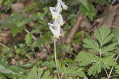 Dutchman's Breeches, Dicentra cucullaria Dutchman's Breeches, Dicentra cucullaria