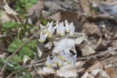 Dutchman's Breeches, Dicentra cucullaria Dutchman's Breeches, Dicentra cucullaria